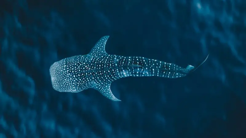 an aerial photo of a whale shark swimming in the ocean
