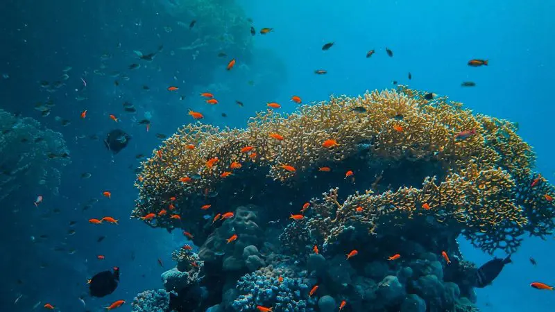 Snorkelling Great Barrier Reef