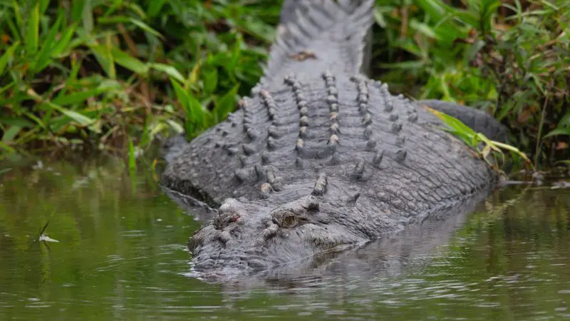 Crocodile in the water and water bank around Cape Tribulation