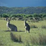 Wild kangaroos feeding on lush grass at Wilsons Promontory, captured during a 1 Day Go West Tours adventure in Victoria, Australia.