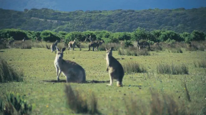 Wild kangaroos feeding on lush grass at Wilsons Promontory, captured during a 1 Day Go West Tours adventure in Victoria, Australia.