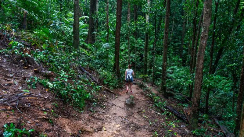 Hit the trails around Cape Tribulation on this one day tour