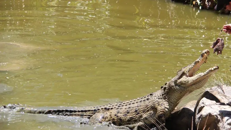 crocodile being fed duing the big croc feed at hartley's