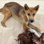 a small wild dog on a beach