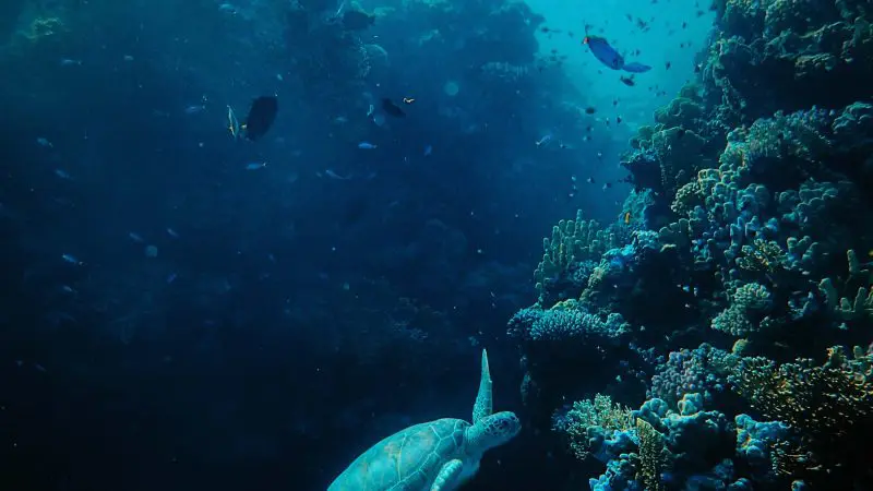 Snorkelling Great Barrier Reef