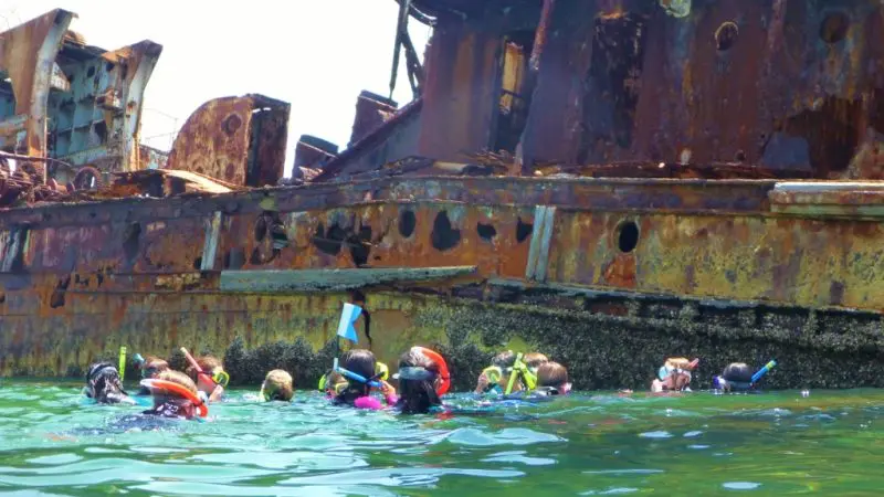 Snorkellers with Adventure Moreton Island Day Pass explore a massive rusted shipwreck in crystal-clear green waters teeming with marine life.