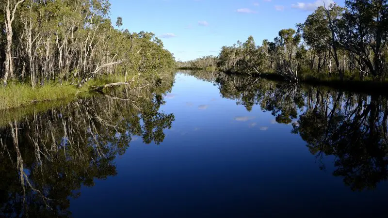 Tranquil Noosa Everglades river with crystal-clear blue water mirrors lush trees, capturing the serenity of a top-rated cruise experience.