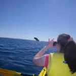A kayaker in a yellow life jacket paddles among dolphins as a whale breaches along the scenic Great Beach Drive Adventure route.