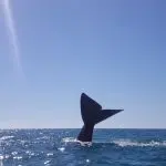 Majestic whale tail arches above sparkling ocean waters on the iconic Great Beach Drive near Rainbow Beach, perfect for adventure seekers.