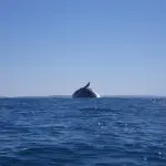 Majestic whale breaching near Rainbow Beach along the iconic Great Beach Drive, with pristine blue skies creating a breathtaking scene.