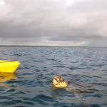 Two kayakers encounter a sea turtle while dolphin kayaking along the scenic Great Beach Drive Adventure near Queensland’s Rainbow Beach.