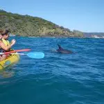 Three adventurers in a yellow kayak spot wild dolphins during an exciting Dolphin Kayaking Great Beach Drive tour at Rainbow Beach.