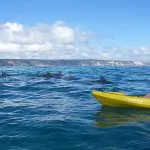 Experience thrilling dolphin kayaking as an adventurer paddles a yellow kayak across the vivid blue sea near scenic Rainbow Beach.