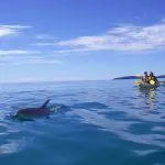 A wild dolphin glides near kayakers on the Great Beach Drive at Rainbow Beach, Queensland under crystal-clear blue skies, Australia.