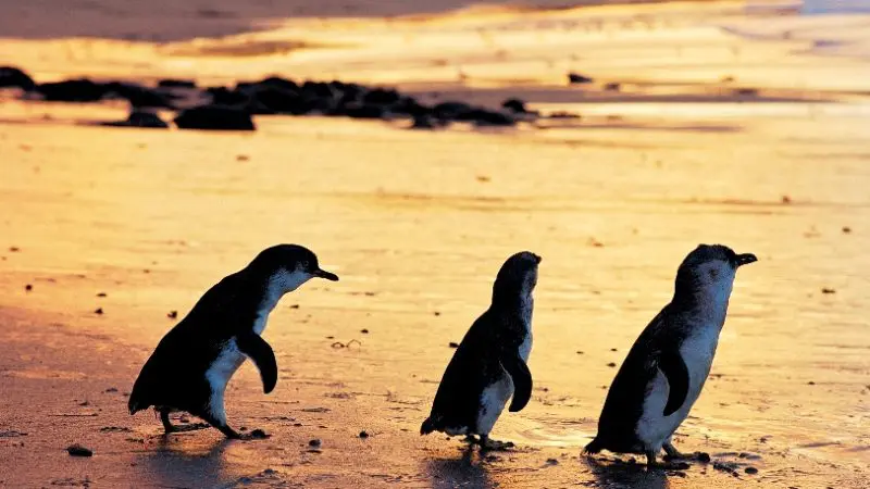 Three penguins stroll across a golden sandy beach at sunset on a Penguin Parade Half Day Tour, with vibrant waves and glowing skies.