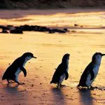 Three penguins stroll on glistening wet sand at sunset, mirroring the iconic Phillip Island Penguin Parade Tour wildlife spectacle.