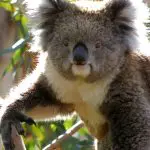 Spot a wild koala basking in sunlight on a tree branch during your 1 Day Great Ocean Road Sunset Tour with Go West Tours.