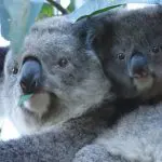 Adorable koalas nestled together in a eucalyptus tree on the Phillip Island Penguin Parade Ultimate Eco Tour with Go West Tours.