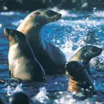 Four sea lions glide together in vivid blue water, just like those encountered during a Half-Day Phillip Island Penguin Parade Tour.