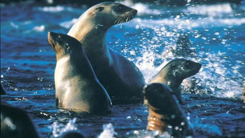 Four sea lions glide together in vivid blue water, just like those encountered during a Half-Day Phillip Island Penguin Parade Tour.
