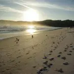 Golden footprints on a pristine sandy beach at sunset, captured during a 1 Day Wilsons Promontory Tour by Go West Tours.