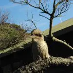 Kookaburra perched on a tree branch with clear blue sky, featured on Go West Tours' 1 Day Wilsons Promontory Tour for wildlife enthusiasts.