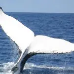 Witness a majestic whale tail breaching the ocean on a 1 Day Whale Watching Port Stephens tour by Colourful Collective Travel.