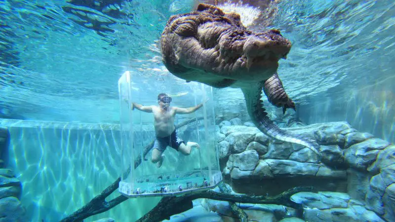 A man inside the Cage of Death observes a massive crocodile swimming overhead in a clear aquarium, showcasing thrilling wildlife adventure.