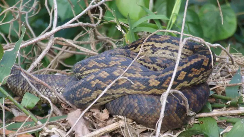 Discover a large brown and black snake coiled in dry leaves, seen on a 1 Hour Daintree River Cruise wildlife tour in Australia.