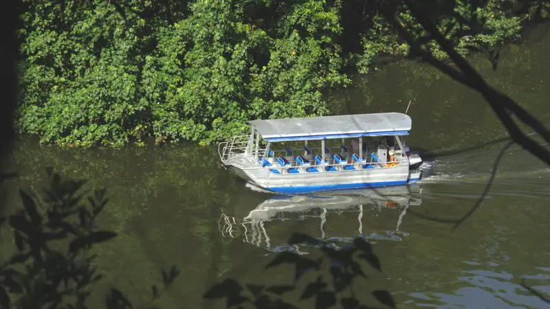 Blue and white tour boat with canopy glides on the serene Daintree River during a one-hour scenic cruise through lush rainforest.