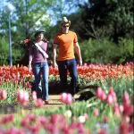 Two visitors explore a vibrant tulip garden on a Canberra day trip from Sydney, surrounded by lush, blooming flowers in full colour.