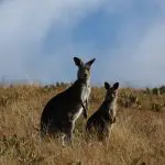 Two kangaroos in tall, golden grass near Canberra, Australia, under a dramatic blue, cloud-studded sky—perfect day trip wildlife.