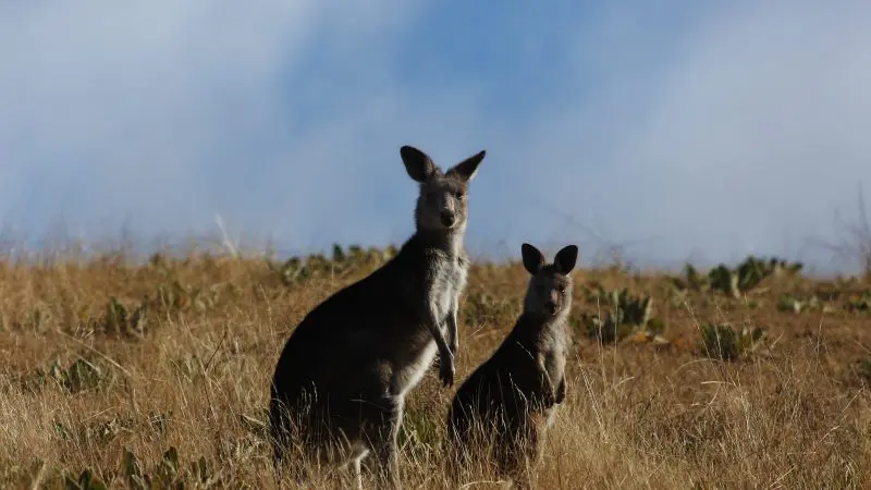 Two kangaroos in tall, golden grass near Canberra, Australia, under a dramatic blue, cloud-studded sky—perfect day trip wildlife.