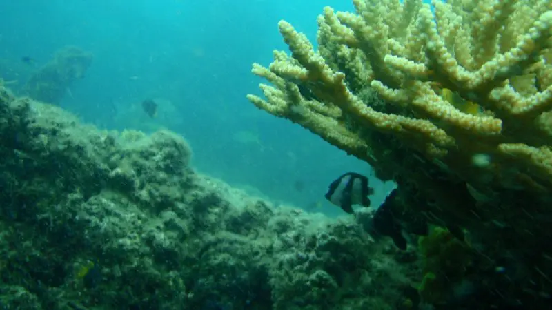 Vibrant yellow coral and a distinctive black-and-white fish flourish at Moreton Island Wrecks, promising an unforgettable snorkelling adventure.
