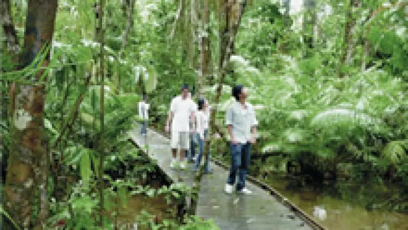 Visitors stroll along a scenic wooden boardwalk amid vibrant Daintree rainforest on a premium small group Cape Tribulation day tour.