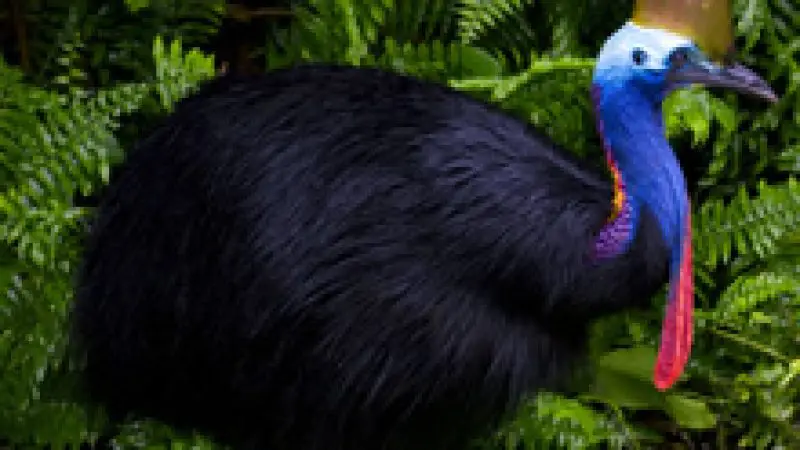 A rare black-feathered cassowary stands among lush ferns on a top-rated Daintree Cape Tribulation Premium Small Group Day Tour.