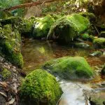 Pristine stream winding through lush forest on the Uncharted Blue Mountains Tour, with moss-covered rocks and vibrant green foliage.