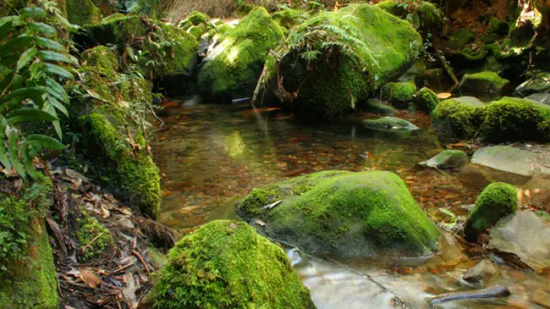 Pristine stream winding through lush forest on the Uncharted Blue Mountains Tour, with moss-covered rocks and vibrant green foliage.