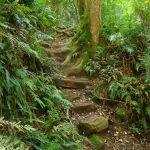 Explore a scenic Blue Mountains forest trail lined with rugged stone steps, exposed roots, lush ferns, and vibrant green foliage.