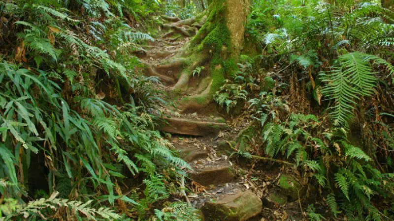 Explore a scenic Blue Mountains forest trail lined with rugged stone steps, exposed roots, lush ferns, and vibrant green foliage.