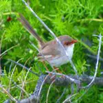 Small brown and white bird with a vibrant red beak perched on a branch seen during an Uncharted Blue Mountains Tour adventure.