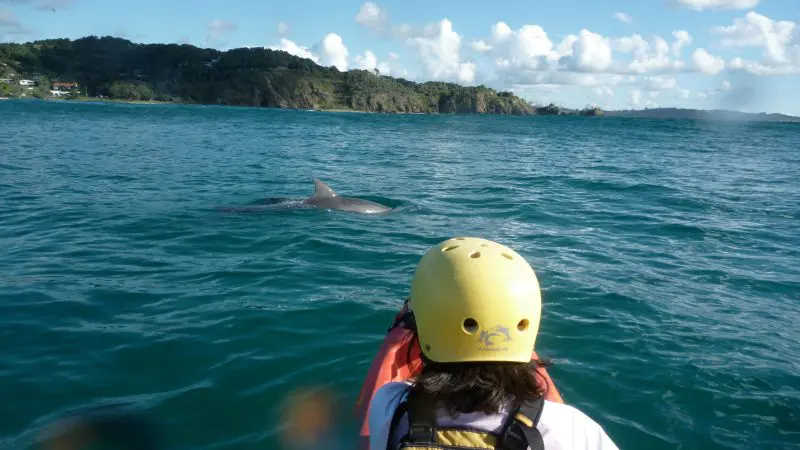 Adventure seeker in a yellow helmet kayaking near playful dolphins during a guided ocean tour beneath a scenic, partly cloudy sky.