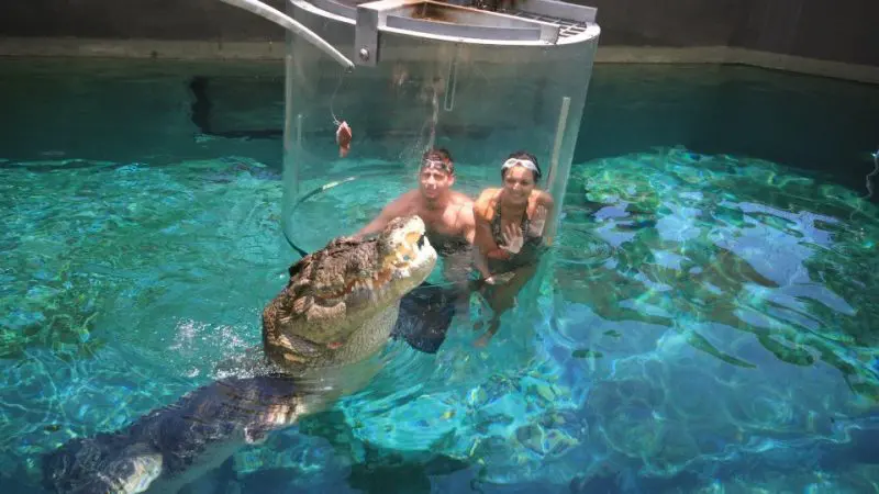 Inside the Cage of Death, two people wave underwater as a massive crocodile swims closer, lured by meat dangling over the tank.