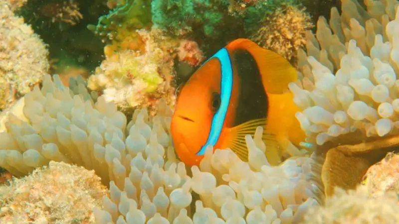 nemo fish in the ocean