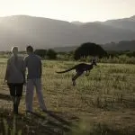 Two people hike through a scenic grassy field at sunset on Go West Tours’ Wilsons Promontory day tour, with kangaroos in the background.