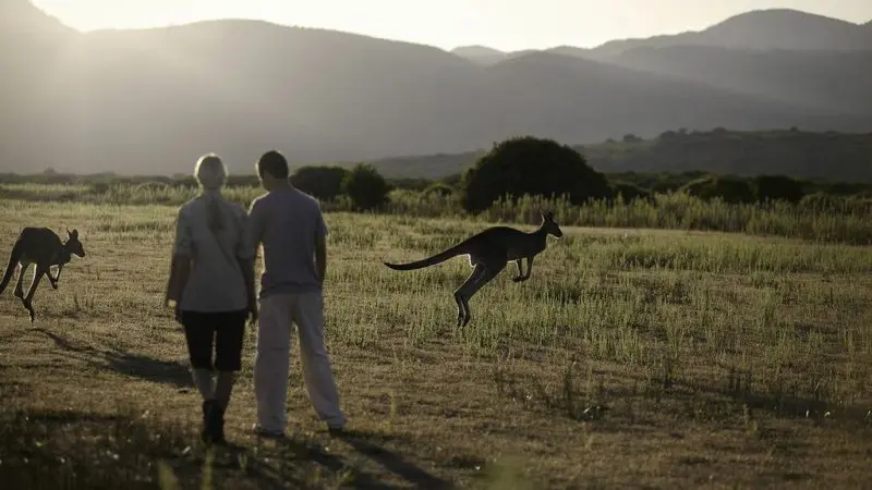 Two people hike through a scenic grassy field at sunset on Go West Tours’ Wilsons Promontory day tour, with kangaroos in the background.