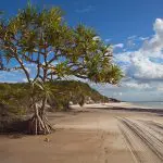 A lush tropical tree rises above pristine sandy beach and tyre tracks, highlighting the Remote 1 Day K’gari Fraser Island adventure.