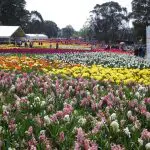 Vibrant rows of blooming flowers at a Canberra outdoor festival, with visitors exploring colourful displays on a Sydney day trip.