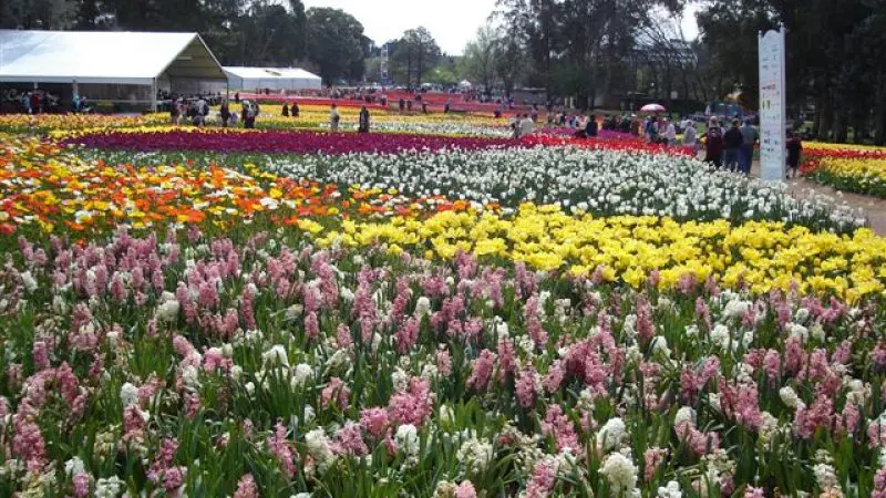 Vibrant rows of blooming flowers at a Canberra outdoor festival, with visitors exploring colourful displays on a Sydney day trip.