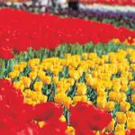Vivid rows of red, yellow, purple, and white tulips in full bloom brighten Canberra, ideal for a scenic day trip from Sydney.